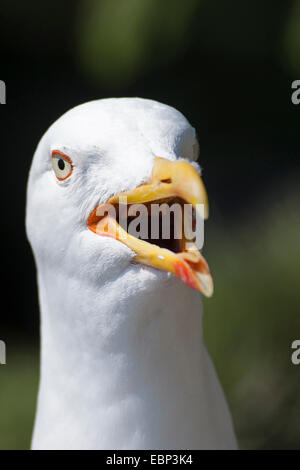 Lesser black-backed gull (Larus fuscus), chiamando, Germania Foto Stock