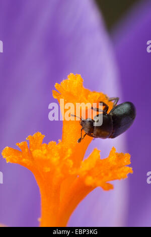 Il polline beetle (Meligethes aeneus, Brassicogethes aeneus), sulla stima di un crocus, Germania Foto Stock