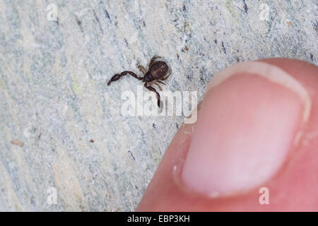 Pseudoscorpion, False scorpion, prenota scorpion (Pseudoscorpiones), con una punta di un dito per il confronto delle dimensioni, Francia, Corsica Foto Stock