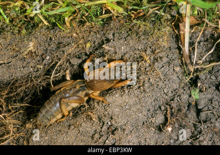 Unione mole cricket, Mole cricket (Gryllotalpa gryllotalpa), sottosuolo, Germania Foto Stock