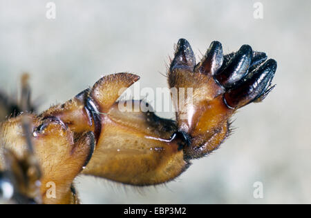 Unione mole cricket, Mole cricket (Gryllotalpa gryllotalpa), mole-come zampe anteriori, Germania Foto Stock