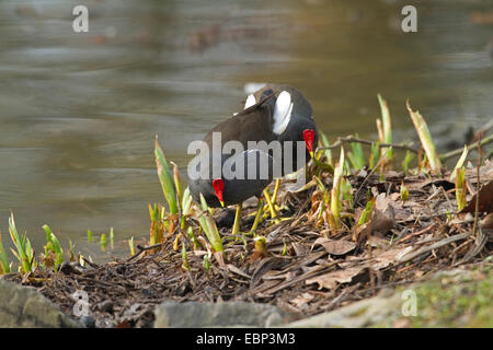 (Moorhen Gallinula chloropus), giovane sul lungomare a stagione riproduttiva, in Germania, in Renania settentrionale-Vestfalia Foto Stock