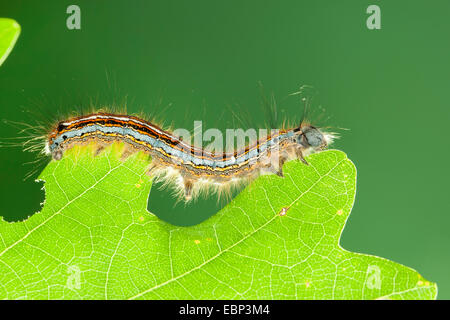 Lacchè, Europeo lackey moth, comune lacchè (Malacosoma neustria, Malacosoma neustrium), Caterpillar alimentazione su foglie di quercia, Germania Foto Stock
