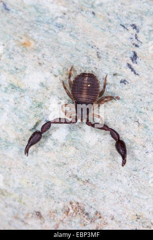 Pseudoscorpion, False scorpion, prenota scorpion (Pseudoscorpiones), su una pietra, Francia, Corsica Foto Stock