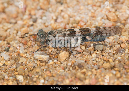 Blu-winged Grasshopper (Sphingonotus spec.), sul terreno pietroso Foto Stock