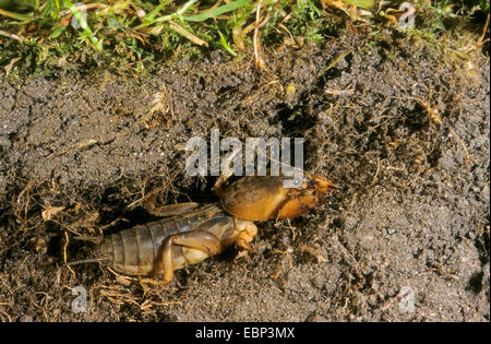 Unione mole cricket, Mole cricket (Gryllotalpa gryllotalpa), sottosuolo, Germania Foto Stock