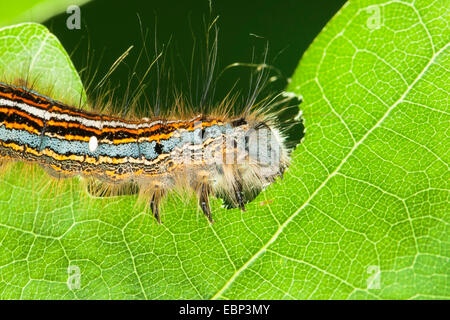 Lacchè, Europeo lackey moth, comune lacchè (Malacosoma neustria, Malacosoma neustrium), Caterpillar alimentazione su foglie di quercia, Germania Foto Stock