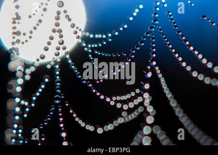 Spider Web con dewdrops, Germania, Sassonia Foto Stock