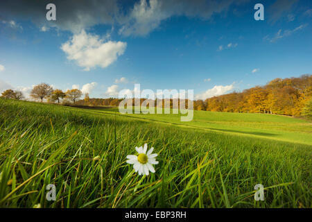 Mayweed profumati, tedesco camomilla, tedesco (mayweed Matricaria chamomilla, matricaria recutita), campo e scenario della foresta in autunno, in Germania, il Land Brandeburgo, Uckermark Foto Stock