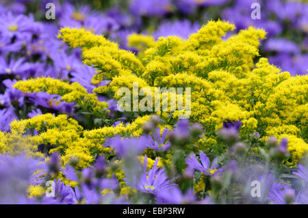 Primi golden-biella, fine oro, oro liscio, liscio tre-oro nervata (Solidago gigantea), in un aiuola con gli astri Foto Stock