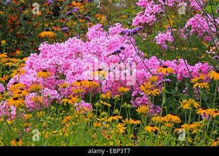 Caduta phlox, giardino phlox (Phlox paniculata), colorato giardino letto con phlox e coneflower Foto Stock