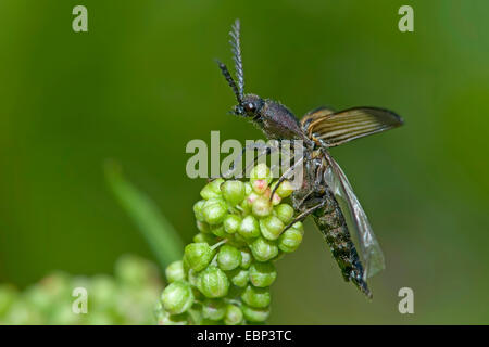 Fare clic su beetle (Ctenicera cuprea), su un germogliamento infiorescenza, Germania Foto Stock