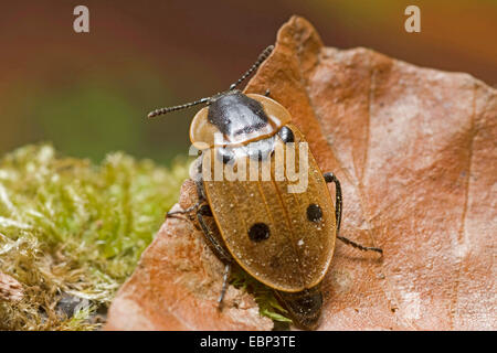 Quattro-spotted seppellire beetle (Xylodrepa quadrimaculata, Dendroxena quadrimaculata), seduta su una foglia secca giacente in MOSS, Germania Foto Stock