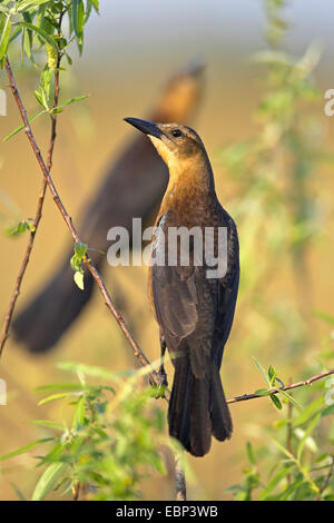 Barca-tailed grackle (Quiscalus major), due femmine sedersi in una bussola, STATI UNITI D'AMERICA, Florida Everglades National Park Foto Stock