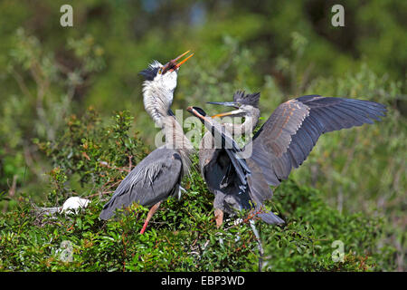 Airone blu (Ardea erodiade), Adulto heron porta un pesce come alimento per un quasi fledged bambino uccello, STATI UNITI D'AMERICA, Florida Foto Stock