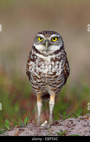 Scavando la civetta (Athene cunicularia), sorge sul terreno, STATI UNITI D'AMERICA, Florida Foto Stock