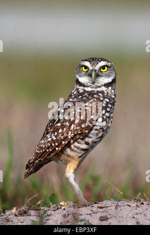 Scavando la civetta (Athene cunicularia), sorge sul terreno, STATI UNITI D'AMERICA, Florida Foto Stock