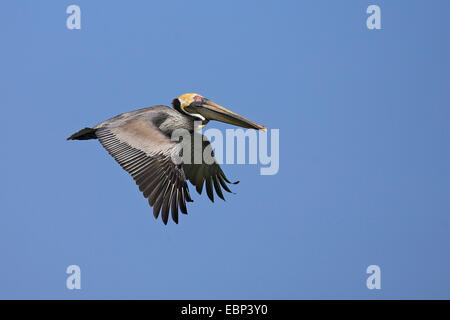 Pellicano marrone (Pelecanus occidentalis), volare, STATI UNITI D'AMERICA, Florida Foto Stock