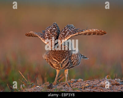 Scavando la civetta (Athene cunicularia), sorge sul terreno e si distende le ali, STATI UNITI D'AMERICA, Florida Foto Stock