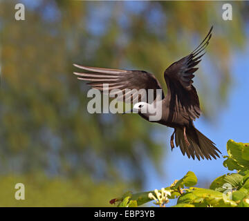 Noddy minore (Anous tenuirostris), volare, Seychelles, Bird Island Foto Stock