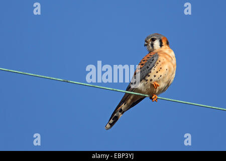 American gheppio (Falco sparverius), maschio si siede su una linea di alimentazione, USA, Florida Foto Stock