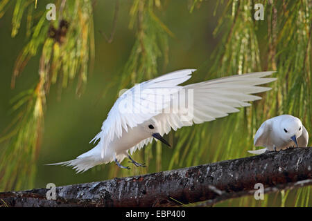 Bianco (tern Gygis alba), mosche maschio a femmina, che si siede in una lei-quercia, Seychelles, Bird Island Foto Stock