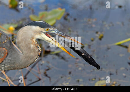 Airone blu (Ardea erodiade), Adulto heron con un pesce nel becco, testa ritratto, STATI UNITI D'AMERICA, Florida Foto Stock