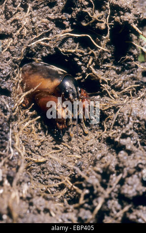 Unione mole cricket, Mole cricket (Gryllotalpa gryllotalpa), alla ricerca di un nido, Germania Foto Stock