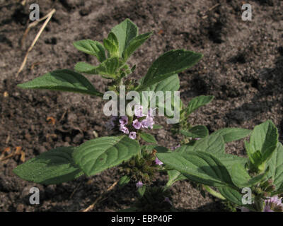 Brook di menta, menta canadese, Menta comune, mais Menta, mais Europeo di menta, menta di campo (Mentha arvense), fioritura, in Germania, in Renania settentrionale-Vestfalia Foto Stock