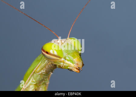 Unione depredavano mantis (mantide religiosa), ritratto Foto Stock
