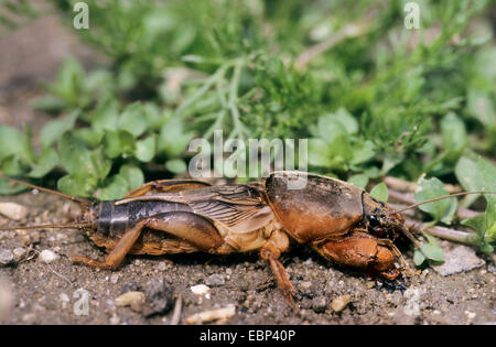 Unione mole cricket, Mole cricket (Gryllotalpa gryllotalpa), sul terreno, Germania Foto Stock