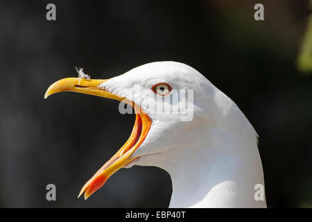 Lesser black-backed gull (Larus fuscus), chiamando, Germania Foto Stock