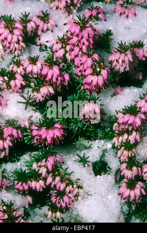 La molla di erica (Erica herbacea, Erica carnea), che fiorisce in neve, Germania Foto Stock