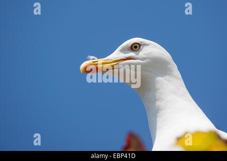 Lesser black-backed gull (Larus fuscus), ritratto, Germania Foto Stock