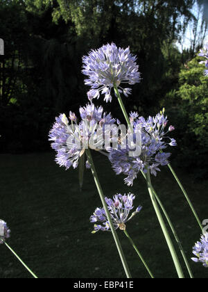 Blue Allium (Allium caeruleum), fioritura Foto Stock