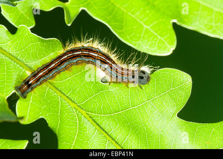 Lacchè, Europeo lackey moth, comune lacchè (Malacosoma neustria, Malacosoma neustrium), Caterpillar alimentazione su foglie di quercia, Germania Foto Stock