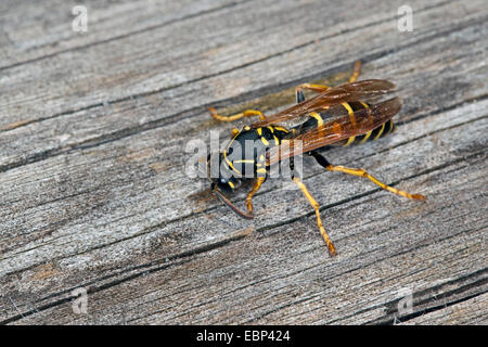 Carta wasp (Polistes nimpha, Polistes opinabilis), raccogliendo per per la costruzione del nido, Germania Foto Stock