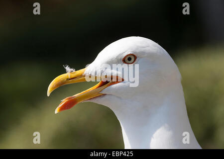 Lesser black-backed gull (Larus fuscus), chiamando, Germania Foto Stock