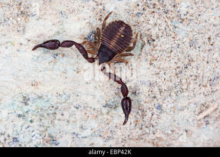 Pseudoscorpion, False scorpion, prenota scorpion (Pseudoscorpiones), su una pietra, Francia, Corsica Foto Stock