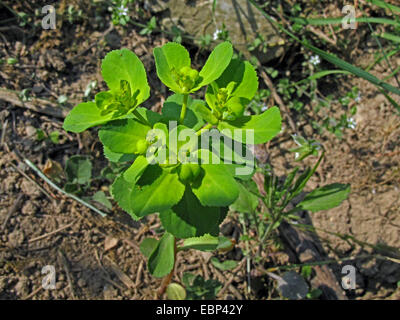 Sun di euforbia, wartweed, estate (Euforbia Euphorbia helioscopia), infiorescenza, Germania Foto Stock