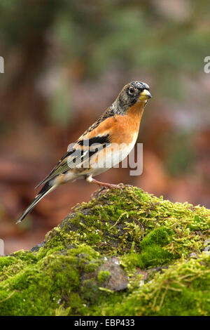 Brambling (Fringilla montifringilla), maschio su un albero di muschio snag, in Germania, in Renania settentrionale-Vestfalia Foto Stock