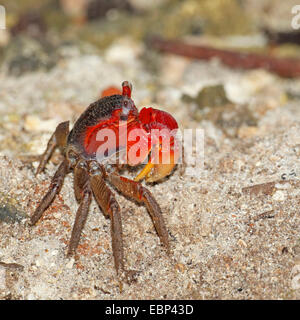 Artiglio rosso granchio, granchio terrestre (Cardisoma carnifex), nella sabbia, Seychelles, Mahe Foto Stock
