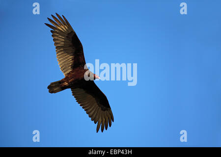 La Turchia vulture (Cathartes aura), in volo, STATI UNITI D'AMERICA, Florida, Myakka River State Park Foto Stock