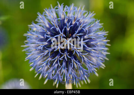 Globethistle, Globe-thistle (Echinops spec.), infiorescenza Foto Stock