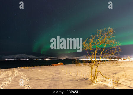 Aurora con albero, Norvegia, Troms, Tromsoe Foto Stock