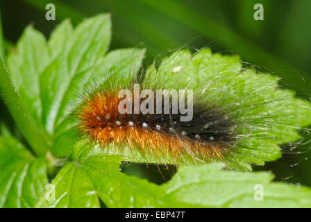 Giardino tiger moth (Arctia caja), Caterpillar seduto su una foglia, alimentazione, Germania Foto Stock