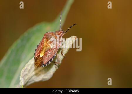 Sloe bug, sloebug (Dolycoris baccarum), su una foglia, Germania Foto Stock