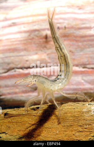 Grande diving beetle (Dytiscus marginalis), larva sotto l'acqua, Germania Foto Stock