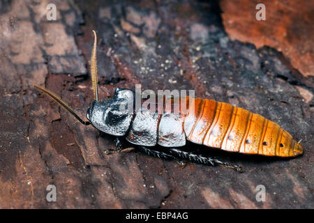 Madagascar scarafaggio sibilante (Gromphadorrhina portentosa), colore morph 'red' Foto Stock