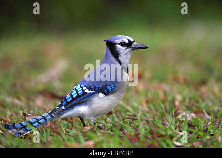 Blue Jay (Cyanocitta cristata), siede sulla terra, USA, Florida Everglades National Park Foto Stock